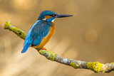 Image. Eisvogel