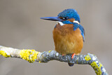 Image. Eisvogel