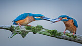 Image. Eisvogel
