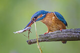 Image. Eisvogel
