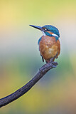 Image. Eisvogel