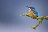 Image. Eisvogel