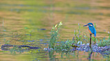 Image. Eisvogel