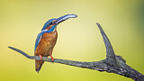 Image. Eisvogel