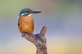 Image. Eisvogel