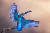 Image. Eisvogel