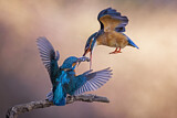 Image. Eisvogel