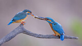 Image. Eisvogel