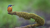 Image. Eisvogel