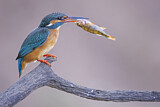 Image. Eisvogel
