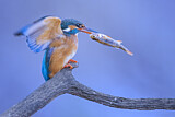 Image. Eisvogel
