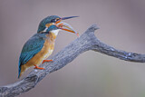 Image. Eisvogel
