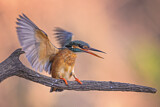 Image. Eisvogel