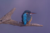 Image. Eisvogel