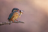Image. Eisvogel