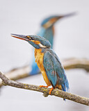 Image. Eisvogel