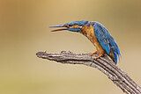 Image. Eisvogel