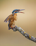 Image. Eisvogel