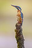 Image. Eisvogel