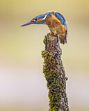 Image. Eisvogel