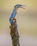 Image. Eisvogel