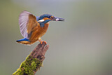 Image. Eisvogel