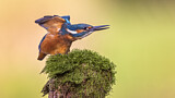 Image. Eisvogel