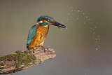 Image. Eisvogel