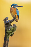 Image. Eisvogel