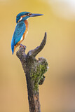 Image. Eisvogel