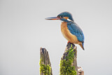 Image. Eisvogel