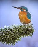 Image. Eisvogel