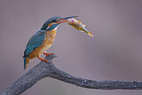 Image. Eisvogel