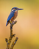 Image. Eisvogel