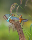 Image. Eisvogel
