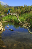 Image. Eisvogel