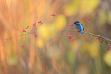 Image. Eisvogel