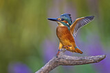 Image. Eisvogel