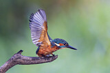 Image. Eisvogel