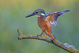 Image. Eisvogel