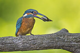 Image. Eisvogel
