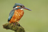 Image. Eisvogel