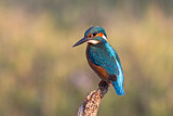Image. Eisvogel