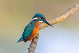 Image. Eisvogel