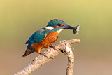 Image. Eisvogel