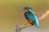 Image. Eisvogel