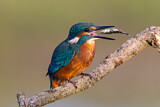Image. Eisvogel