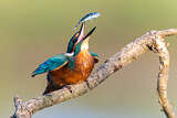 Image. Eisvogel