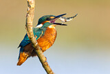 Image. Eisvogel