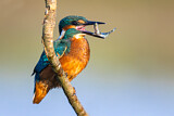 Image. Eisvogel